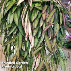 Hoya Wayetii 9 Hoya Wayetii -plant HOYA WAYETII KF1288