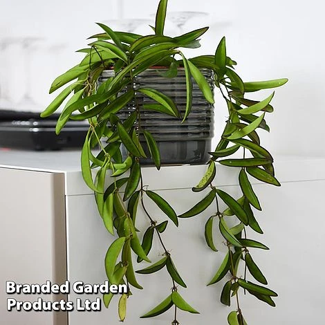 Hoya Wayetii 2 Hoya Wayetii - Image 2