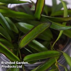 Hoya Wayetii 8 Hoya Wayetii -plant HOYA WAYETII T45177B