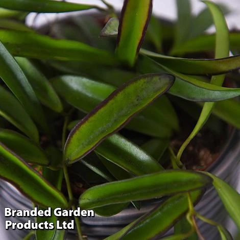 Hoya Wayetii 3 Hoya Wayetii - Image 3