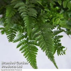 Humata Tyermannii -plant HUMA WKC8849 C