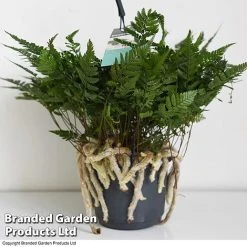 Humata Tyermannii -plant HUMA WKC8849 D