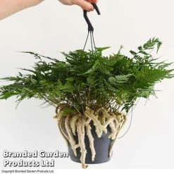 Humata Tyermannii -plant HUMA WKC8849 E