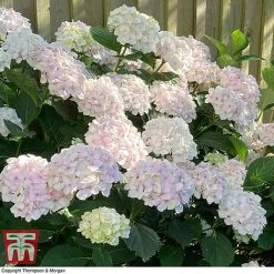 Hydrangea Macrophylla 'Mme E. Mouillere' -plant HYD t66239 C