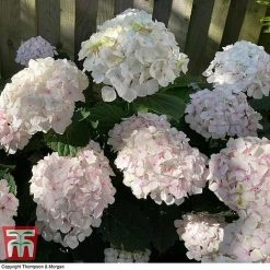 Hydrangea Macrophylla 'Mme E. Mouillere' -plant HYD t66239 D