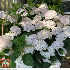 Hydrangea Macrophylla 'Mme E. Mouillere' -plant HYD t66239 E