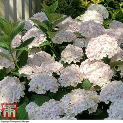Hydrangea Macrophylla 'Mme E. Mouillere' -plant HYD t66239 F