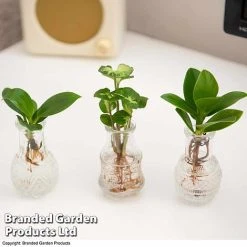 Hydroponic Collection Trio -plant HYDR COLL C