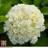 Hydrangea Macrophylla 'Wudu'
