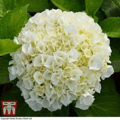 Hydrangea Macrophylla 'Wudu'