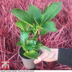 Hydrangea Macrophylla GLAM ROCK 'Horwack' 6 Hydrangea Macrophylla GLAM ROCK 'Horwack' -plant HYDR T10121 E