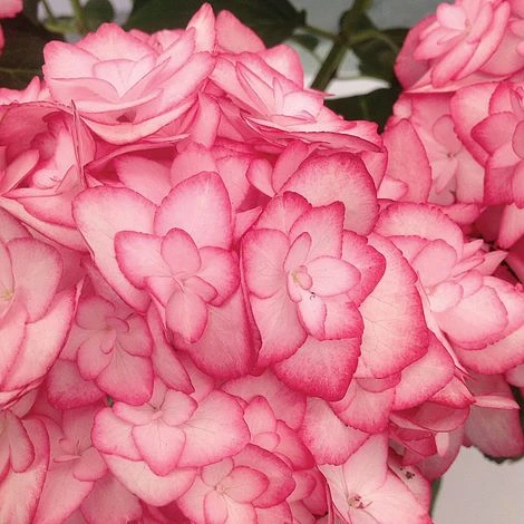 Hydrangea Macrophylla 'Miss Saori' 2 Hydrangea Macrophylla 'Miss Saori' - Image 2