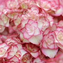 Hydrangea Macrophylla 'Miss Saori' 8 Hydrangea Macrophylla 'Miss Saori' -plant HYDR T56211 D h