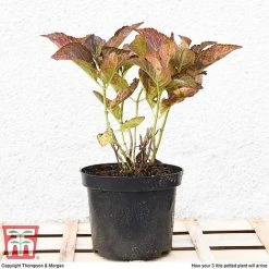 Hydrangea Macrophylla 'Miss Saori' 9 Hydrangea Macrophylla 'Miss Saori' -plant HYDR T56211 E