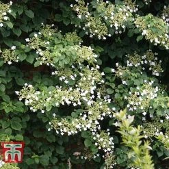 Hydrangea Petiolaris -plant HYDR T57999 C1