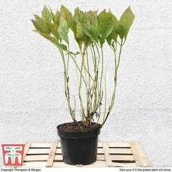 Hydrangea Macrophylla 'Blue Danube' -plant HYDR T58101 C