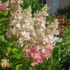 Hydrangea Paniculata 'Pinky Winky' -plant HYDR T58480 C1