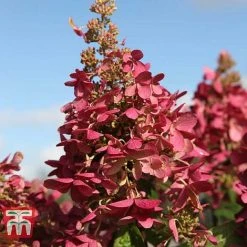 Hydrangea Paniculata 'Pinky Winky' -plant HYDR T58480 D1