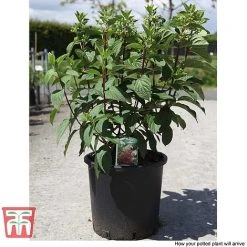 Hydrangea Paniculata 'Pinky Winky' -plant HYDR T58480 E1