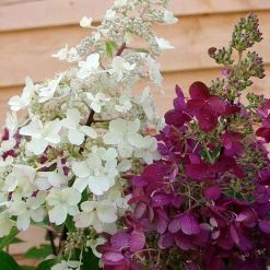 Hydrangea Paniculata 'Candlelight'