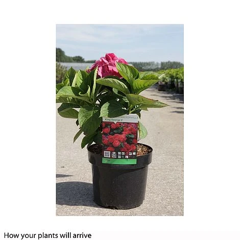 Hydrangea Macrophylla 'King George V' 2 Hydrangea Macrophylla 'King George V' - Image 2