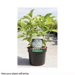 Hydrangea Macrophylla 'Mme E. Mouillere' -plant HYDR T66239 A h