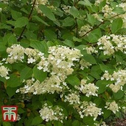 Hydrangea Paniculata 'Kyushu' -plant HYDR T66247 B