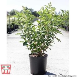 Hydrangea Paniculata 'Kyushu' -plant HYDR T66247 D