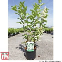 Hydrangea Paniculata 'Kyushu' -plant HYDR T66247 E1