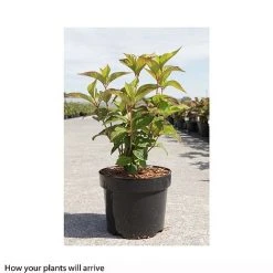 Hydrangea Serrata 'Avelroz' 5 Hydrangea Serrata 'Avelroz' -plant HYDR T66256 A h