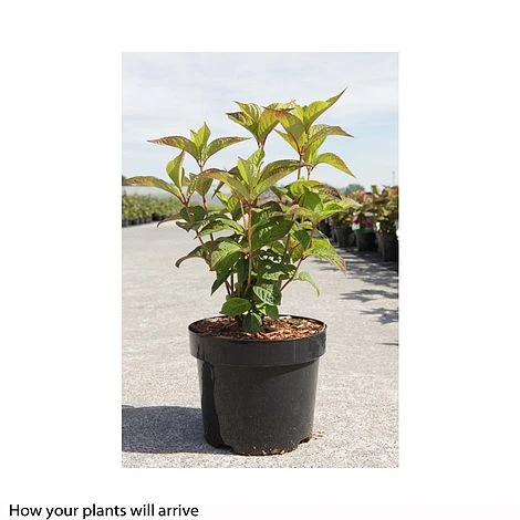 Hydrangea Serrata 'Avelroz' 3 Hydrangea Serrata 'Avelroz' - Image 3