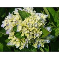 Hydrangea Macrophylla 'Ankong'