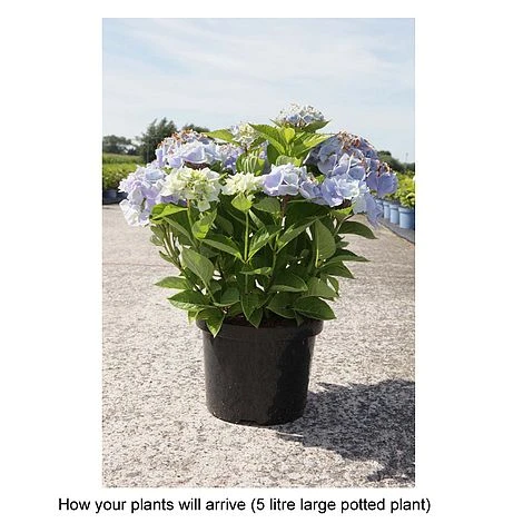 Hydrangea Macrophylla 'Ankong' 2 Hydrangea Macrophylla 'Ankong' - Image 2