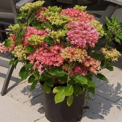 Hydrangea 'Princess Diana' -plant HYDR T79155 B1