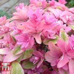 Hydrangea 'Princess Diana' -plant HYDR T79155 D