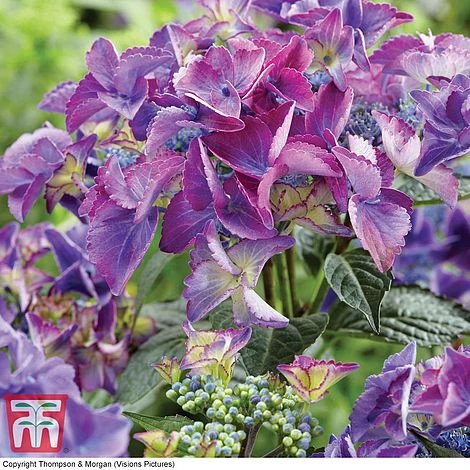 Hydrangea Macrophylla 'Black Diamonds Shining Angel Blue' 1 Hydrangea Macrophylla 'Black Diamonds Shining Angel Blue'