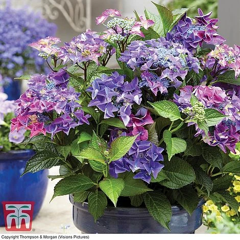 Hydrangea Macrophylla 'Black Diamonds Shining Angel Blue' 2 Hydrangea Macrophylla 'Black Diamonds Shining Angel Blue' - Image 2