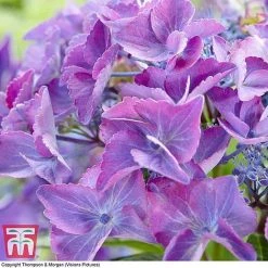 Hydrangea Macrophylla 'Black Diamonds Shining Angel Blue' 9 Hydrangea Macrophylla 'Black Diamonds Shining Angel Blue' -plant HYDR T79741 C1