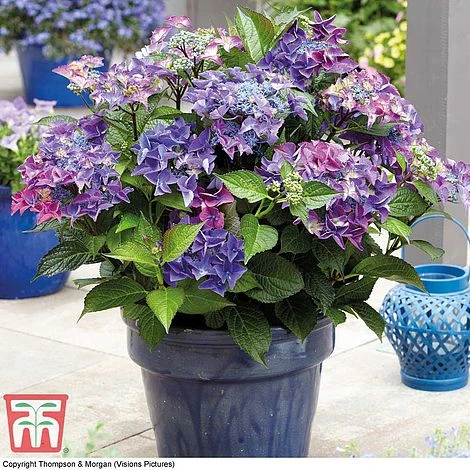 Hydrangea Macrophylla 'Black Diamonds Shining Angel Blue' 5 Hydrangea Macrophylla 'Black Diamonds Shining Angel Blue' - Image 5