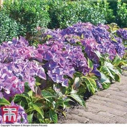 Hydrangea Macrophylla 'Black Diamonds Shining Angel Blue' 12 Hydrangea Macrophylla 'Black Diamonds Shining Angel Blue' -plant HYDR T79741 F1
