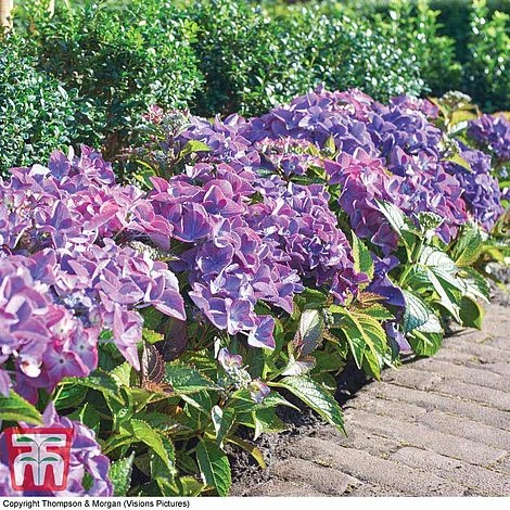 Hydrangea Macrophylla 'Black Diamonds Shining Angel Blue' 6 Hydrangea Macrophylla 'Black Diamonds Shining Angel Blue' - Image 6