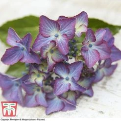Hydrangea Macrophylla 'Black Diamonds Shining Angel Blue' 13 Hydrangea Macrophylla 'Black Diamonds Shining Angel Blue' -plant HYDR T79741 G1