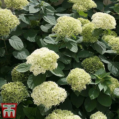 Hydrangea Arborescens 'Lime Rickey' 1 Hydrangea Arborescens 'Lime Rickey'