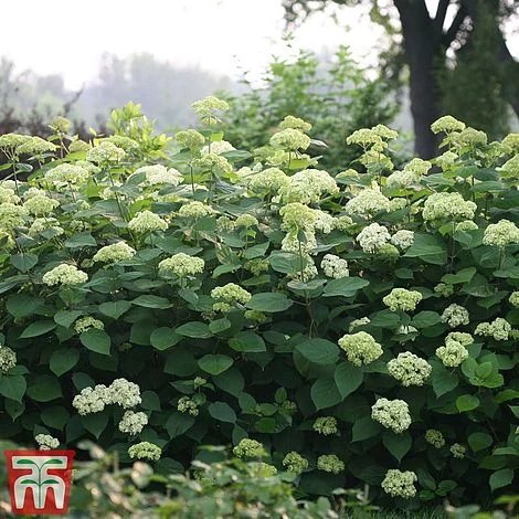 Hydrangea Arborescens 'Lime Rickey' 2 Hydrangea Arborescens 'Lime Rickey' - Image 2