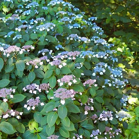 Hydrangea Serrata 'Magic Seduction Annie's Blue' 1 Hydrangea Serrata 'Magic Seduction Annie's Blue'