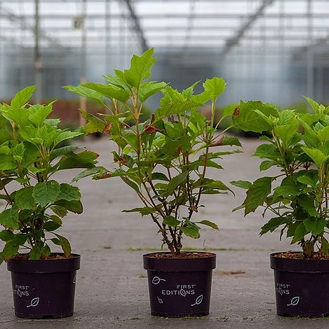 Hydrangea Quercifolia 'Amethyst' 2 Hydrangea Quercifolia 'Amethyst' - Image 2