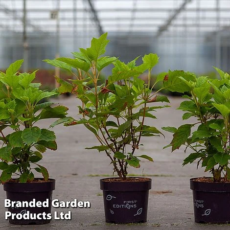 Hydrangea Quercifolia 'Amethyst' 1 Hydrangea Quercifolia 'Amethyst'