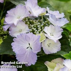 Hydrangea 'Angel Wings Blue' -plant HYDR ANGELWING S35322