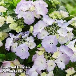 Hydrangea 'Angel Wings Blue' -plant HYDR ANGELWING S35327