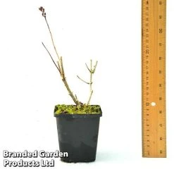 Hydrangea Paniculata 'Candlelight' -plant HYDR CANDLE9CM T450441